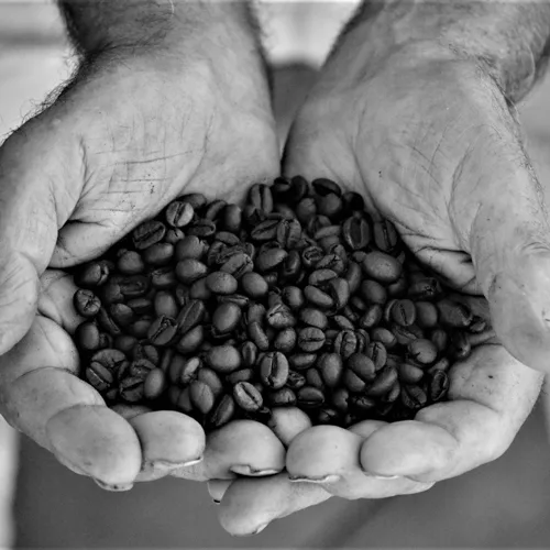 Il chicco di caffè, il profumo di ambrosia Silvia Seminato