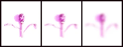 Il potere dell'invisibile carciofo rosa Antonella Barba Fotografia su kapafixpaper 50x100 cm 2018