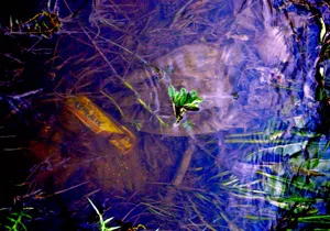 Plankcerealix rubescens Valentina Costa Fotografia digitale fineart cm 100x70 2015