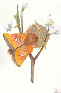 Spiriti Guida 03 Valeria Porpat Acquarello su carta cm 12x17 2018