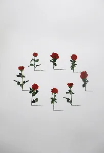 Rose rosse Cristina Mangini Smalto e inchiostro su carta 30x40cm 2019